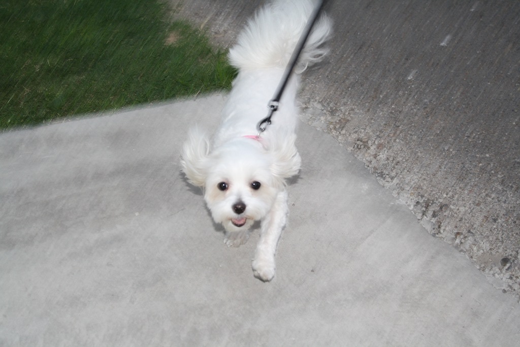 [dogs%2520and%2520such%2520061%255B4%255D.jpg]