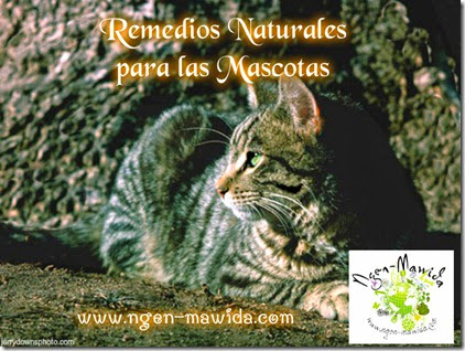remedios naturales para las mascotas