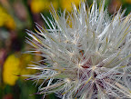 Wildflowerb (1 of 1).jpg
