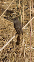 DSC02803.jpg
