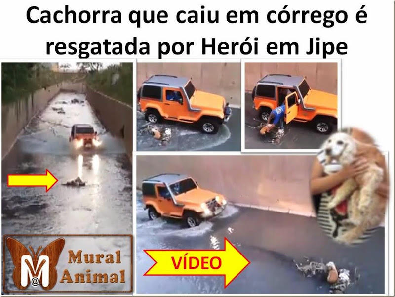 cachorra-resgatada-jipe