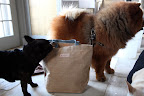 Sharkey!  This is no time to get emotional!  It's not like he's leaving forever!  GK, we'll hold down the farm while you're gone.  There, you're all packed.  I put some extra special treats in this bag for you!