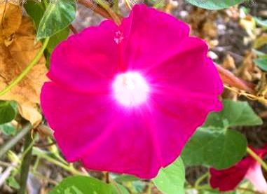 [Ipomoea%2520Hama%2520No%2520Kagayaki%255B2%255D.jpg]