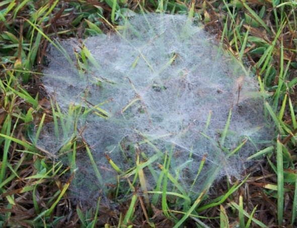 [cabelo_de_anjo_4%255B4%255D.jpg]