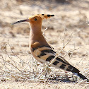 Hoopoe