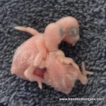 Beau & Shema's 3 & 2 day old  7-14-11.JPG