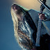 Vulture Industries Hellfest 2012