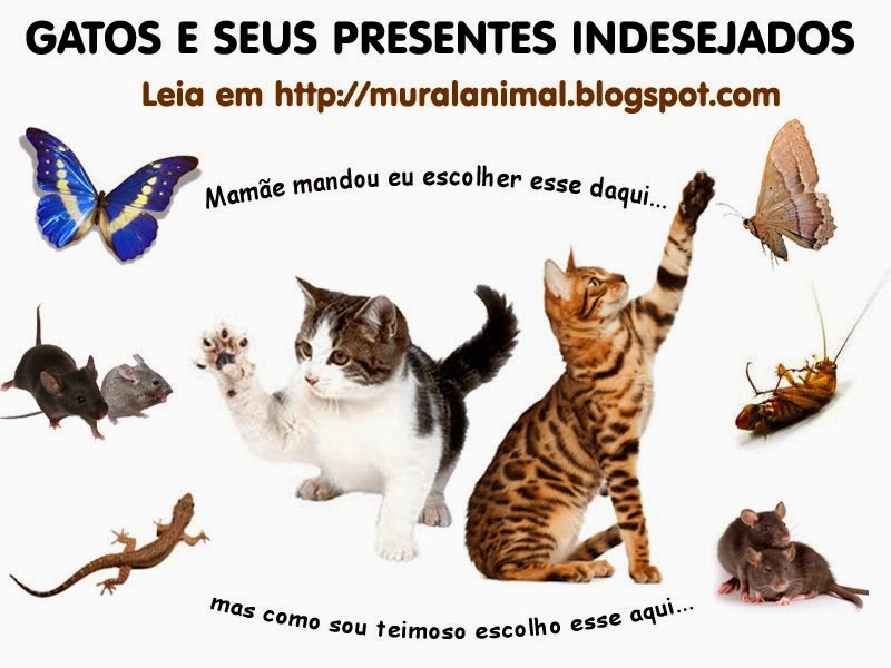 [gatos_presentes-indesejados%255B3%255D.jpg]