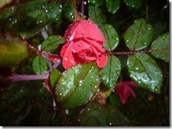 P1010206