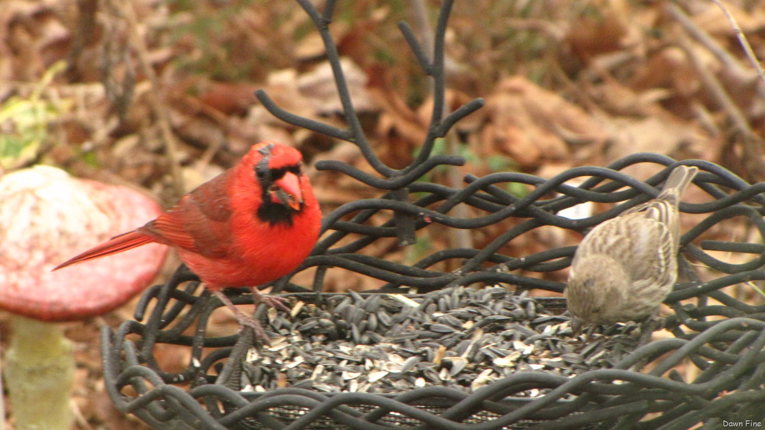 [Feeder%2520birds_019%255B3%255D.jpg]