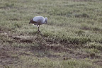 Störche (bei Kolkes) Osterholz