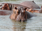 Baringosee