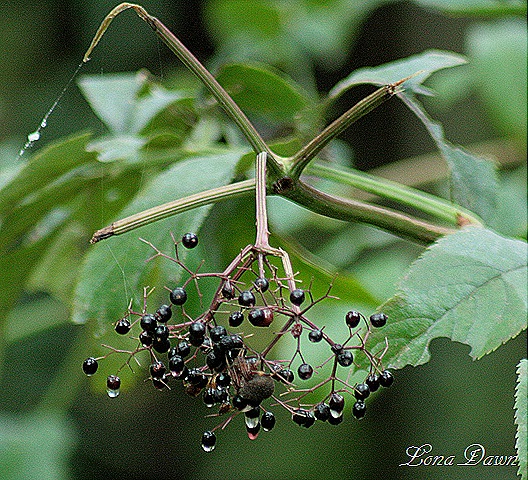 [Elderberries_Spider%255B7%255D.jpg]