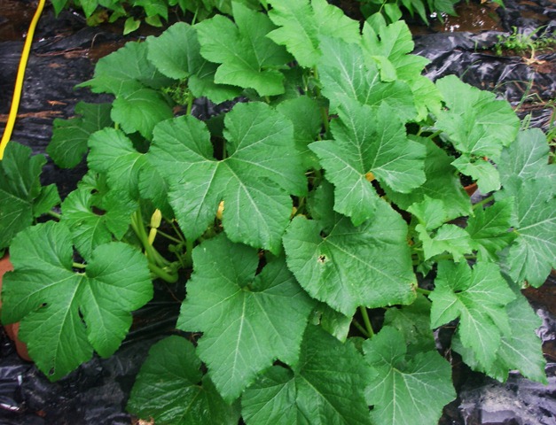 [Garden7%255B3%255D.jpg]