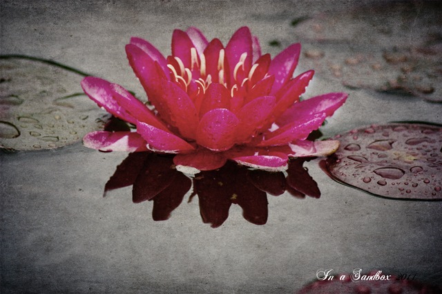 [red%2520waterlily%25201with%2520mayzee%2520texture%255B4%255D.jpg]
