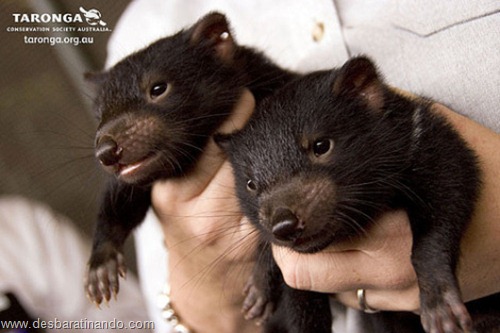 filhotes recem nascidos zoo zoologico desbaratinando animais lindos fofos (18) filhotes recem nascidos zoo zoologico desbaratinando animais lindos fofos (18)