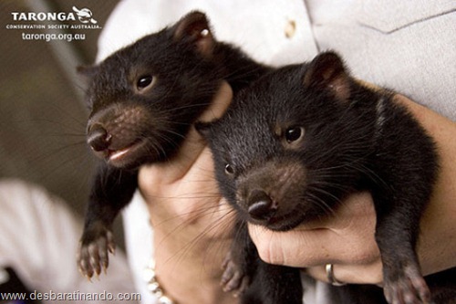 filhotes recem nascidos zoo zoologico desbaratinando animais lindos fofos  (18)