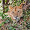 African lion cub