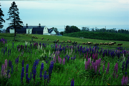 A field of lupines at Les Quatres Vents, photo by Richard W. Brown