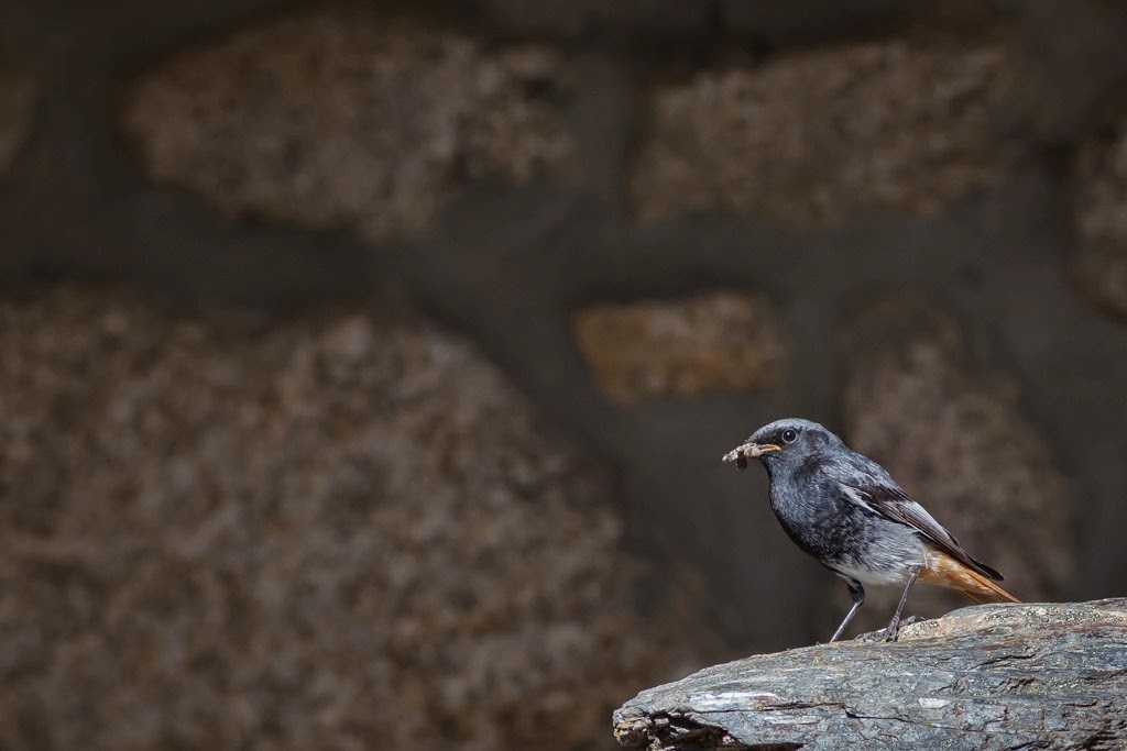 [Rabirruivo%255B1%255D.jpg]