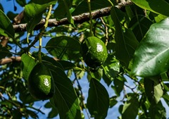 avocats_lady_smoothies