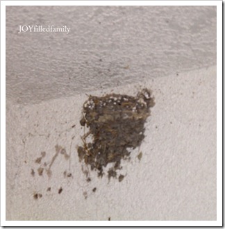Swallow's nest