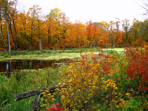 Pond near the start of Skaters extension