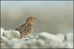 Pispola-gola-rossa---Red-Throated-Pipit-(Anthus-cervinus)-041611__DM37811-2