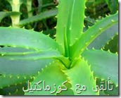 Aloe barbadensis extract  (الالوة فيرا الصبار) 