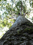 The giant Kauri Tree