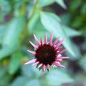 Purple coneflower