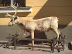 Stuffed reindeer