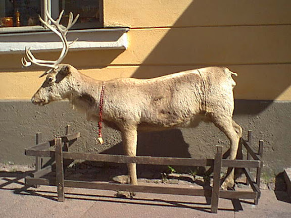 Stuffed reindeer