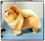 My dad, Maddox, is one handsome Chow Chow!  Like myself, his proportions are perfect!  (photo credit Joe Noel)