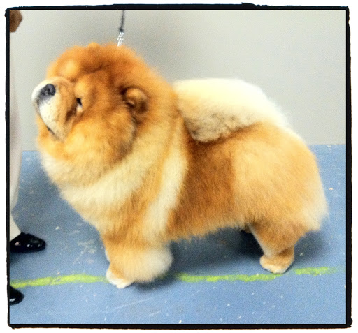My dad, Maddox, is one handsome Chow Chow!  Like myself, his proportions are perfect!  (photo credit Joe Noel)