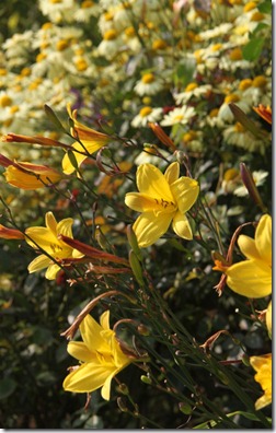 Day lily and Anthemis in the Long Border at Easton Walled Gardens