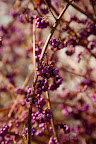 Martha told us they're called beauty berries.  That makes sense.