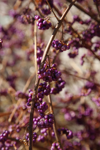 Martha told us they're called beauty berries.  That makes sense.