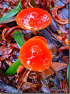 P1200159 P1200159