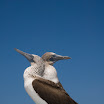 855 Day 5 Blue-footed Boobies.jpg