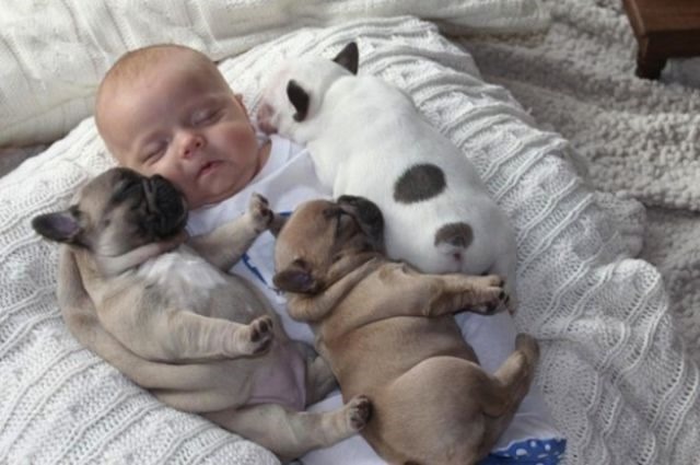 [baby-bulldog-puppies-5%255B2%255D.jpg]