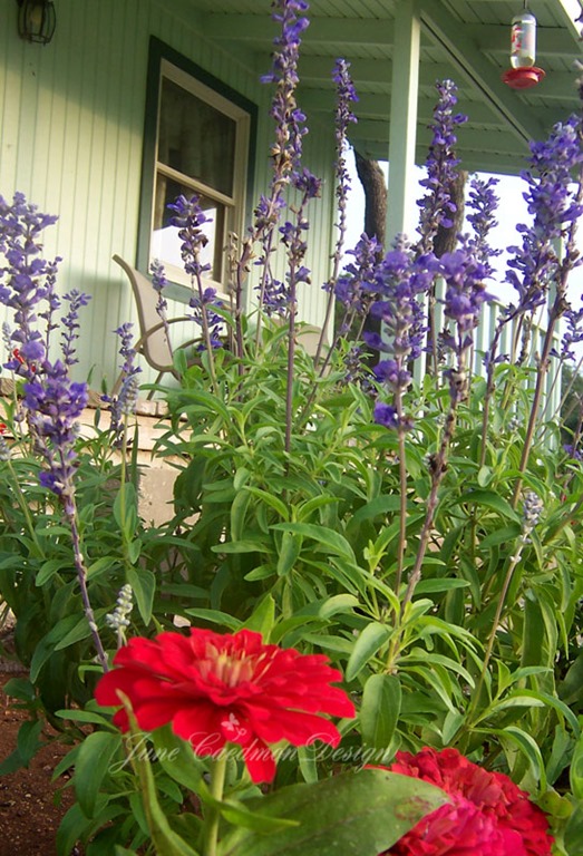 [Zinnias_Sage%255B3%255D.jpg]