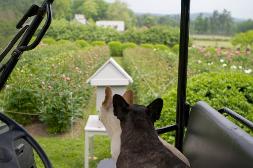 Sharkey, I see that the little house for the time lapse camera has been moved and is now focusing on the herbaceous peony bed. Sharkey, I see that the little house for the time lapse camera has been moved and is now focusing on the herbaceous peony bed.