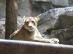 A lion at the MGM Grand.