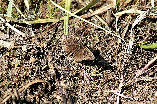 [OMC_Butterfly%255B9%255D.jpg]