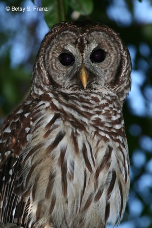 [owl%255B4%255D.jpg]