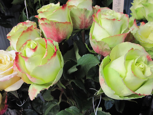 These roses are called 