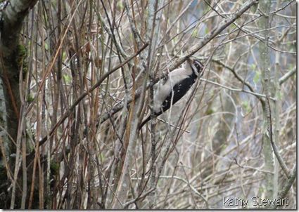 Hairy Woodpecker