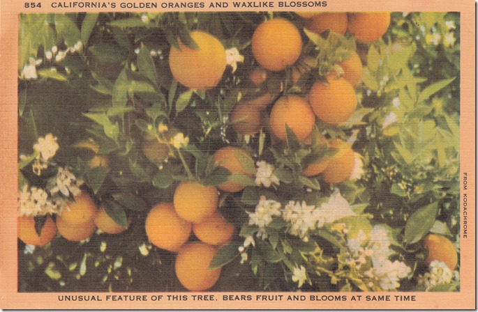 California's Golden Oranges and Waxlike Blossoms Pg. 1 California's Golden Oranges and Waxlike Blossoms Pg. 1