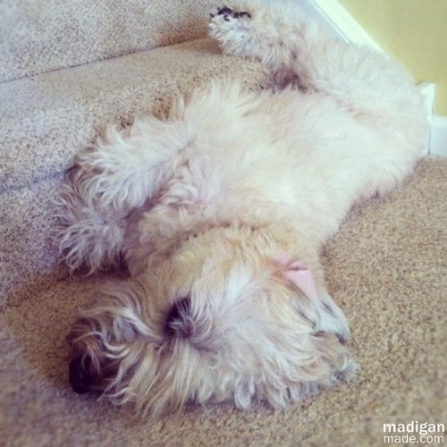 [cute-dog-laying-on-steps%255B4%255D.jpg]
